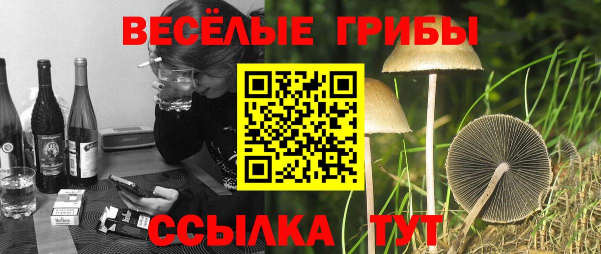 Галлюциногенные грибы Psilocybine cubensis Ейск